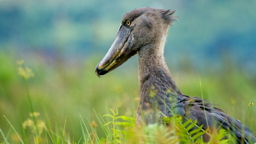 Makanaga Birding Trip